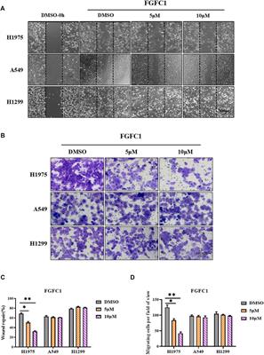 FGFC1 Selectively Inhibits Erlotinib-Resistant Non-Small Cell Lung Cancer via Elevation of ROS Mediated by the EGFR/PI3K/Akt/mTOR Pathway